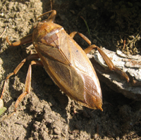 Famille Belostomatidae: Lethocerus americanus